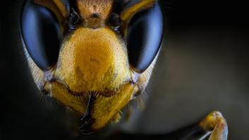 Estas son las especies invasoras más peligrosas de España: qué daño hacen y cómo se combaten