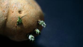 Esto es lo que le pasa a tu cuerpo si comes las patatas con brotes y germinadas