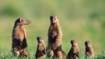 El diminuto carnívoro ciego que enfada a los granjeros: es un “depredador oportunista”
