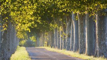 El sur de España arrincona al histórico árbol anticontaminación de los 300 años de vida