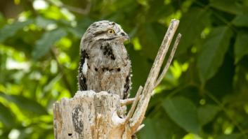 Este es el pájaro con el mejor camuflaje del mundo