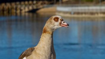 Animales que muy poca gente sabe que se pueden cazar en España