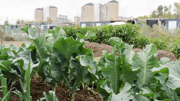 Expertos animan a poner un trozo de alfombra en el jardín ahora para que luzca precioso en primavera