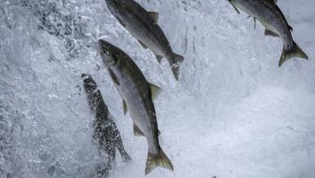 Acciona habilita un ascensor para los salmones españoles