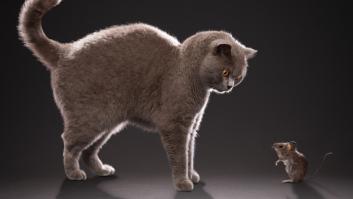 Esta es la razón por la que los gatos cazan ratones