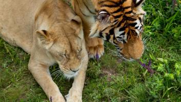 Ni el tigre ni el león son felinos y esta es la razón