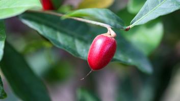 La fruta milagrosa que revoluciona la alimentación: todo te lo convierte en dulce