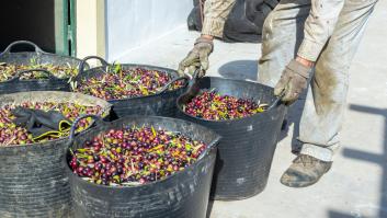 Una Comunidad Valenciana inundada anuncia medidas para el aceite de oliva