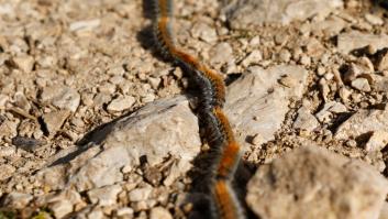 La región española que decide enfrentarse a la plaga mortal para los perros a golpe de escopeta