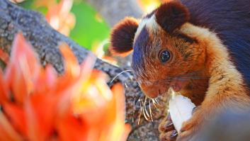 Esta es la ardilla arcoíris que tiene un récord Guiness por su inmenso tamaño