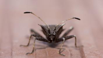 La chinche asesina se cuela en una zona de España