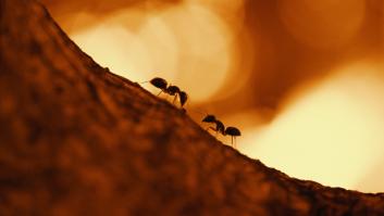 Mito o realidad: ¿realmente las hormigas pueden predecir el fin de las sequías?