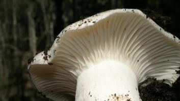 Confusión por la aparición de setas de primavera en España