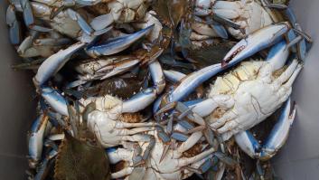 Italia chiva a España la gran solución contra la especia invasora que destroza el Mediterráneo