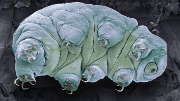 El animal que no muere de hambre, de envenenamiento, de congelación y que vive en todo el planeta incluyendo España