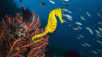 Así ligan los animales: tres rituales de cortejo tremendamente locos