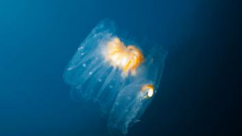 Invasión de falsos plásticos en las playas del Mediterráneo