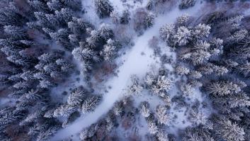 Esta biblioteca oculta en un bosque idílico contiene libros que jamás podrás leer