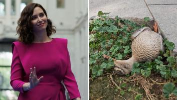 Ayuso defiende la 'mascletà': "Los patos en Valencia lo resisten todo y en Madrid, patas arriba"