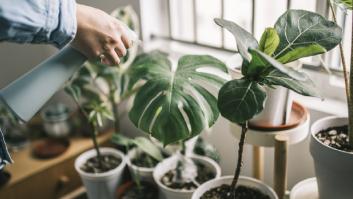 ¿Cuál es la planta que tiene las cinco vocales? El acertijo viral que te volverá loco