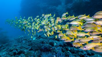 Acusan a China de rociar el mar con cianuro para terminar con un atolón repleto de peces