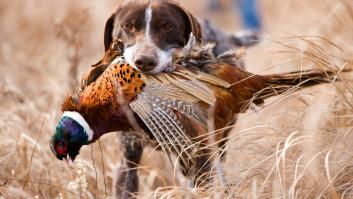 Reunión de urgencia por los perros excluidos de la nueva ley animal