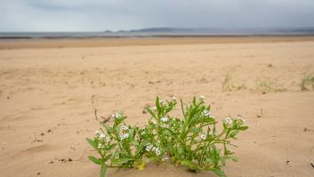Desconcierto por la aparición de plantas propias de otros entornos en las playas de Alicante