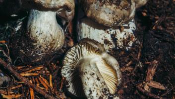 Los bosques españoles sorprenden con la apreciada seta durmiente