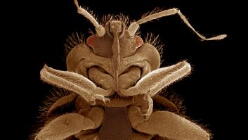 Regresa el pequeño parásito molesto: esto hay que hacer para evitar la invasión