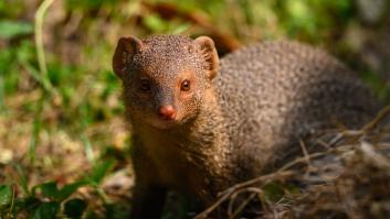 La primera región de España que autoriza la caza del mamífero carnívoro diminuto