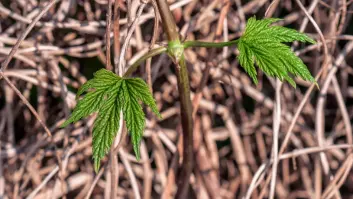 Las 'malas hierbas' de Europa crecen en los jardines españoles y los pisamos sin saber que valen 1.000 euros el kilo