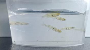 Uno de los peces más pequeños del mundo emite un sonido tan fuerte como un disparo