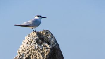 El islote abandonado de Canarias recibe los dos primeros habitantes