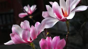 El desconocido fenómeno que viviremos justo antes del equinoccio de primavera