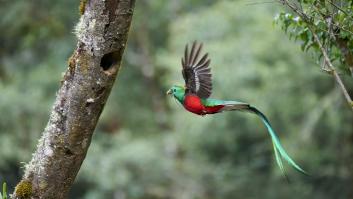 La operación para salvar el pájaro más bonito del mundo y con historia española