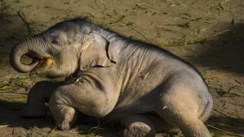 El elefante que transporta turistas se tumba por primera vez en 80 años