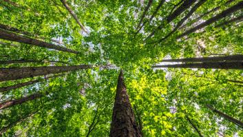 Este es el bosque más ancestral y antiguo de España