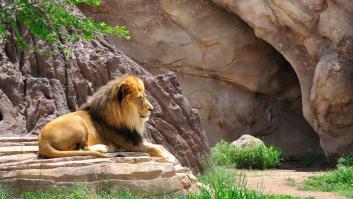 Adiós a los zoo de siempre: así será uno de los primeros zoológicos libres de animales del mundo