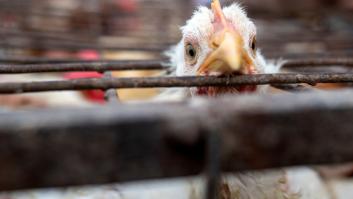 Los ganaderos de Galicia se hartan y se van a estas comunidades a comprar sus gallinas