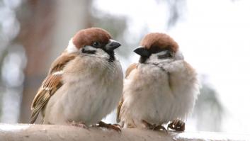 Los investigadores se topan con el ave que perdió el apetito de repente y piensan en el beneficio para la humanidad