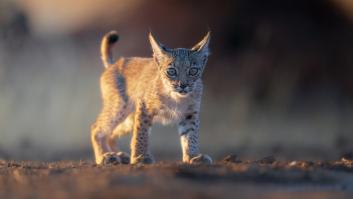 Andalucía alcanza la cifra récord de linces ibéricos