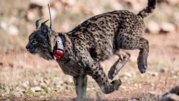 Revuelo en un pueblo de Albacete por el lince ibérico jamás visto