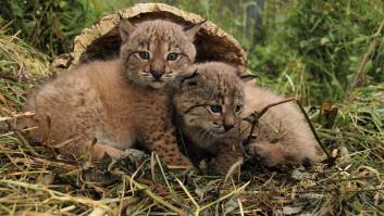 Inesperado Baby Boom de linces ibéricos en cuestión de horas