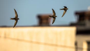Piden ayuda a la ciudadanía de Ceuta para salvar a las aves que duermen en las nubes