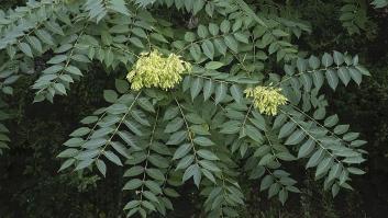 Este árbol está prohibido en España por su toxicidad