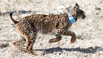 Esta es la multa a la que te expones por tener un animal disecado en casa