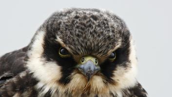 El ave española de velocidad endiablada que roza los 170 km/h