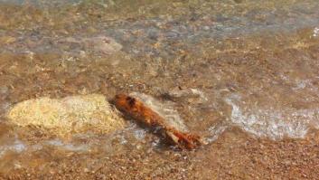 El temporal mete una bomba en una playa de Tarragona