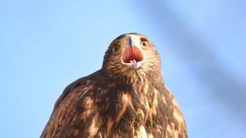Dos águilas Harris se escapan y causan furor en Badajoz y en la Comunidad de Madrid