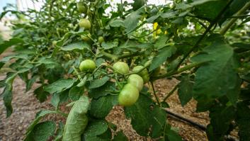 Un jardinero revela el ingrediente común necesitan tus tomates para crecer bien regordetes y jugosos